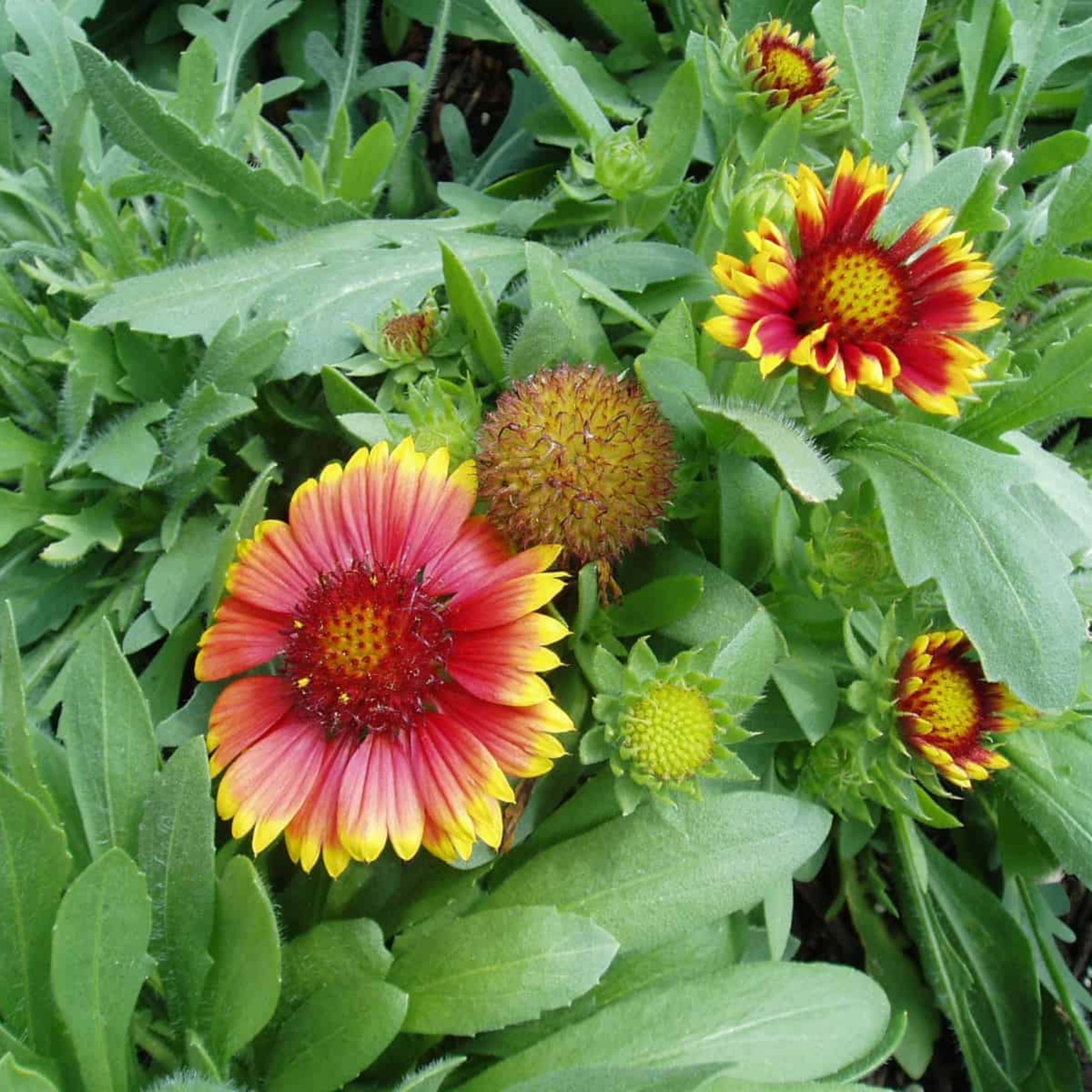 Arizona Sun Blanket Flower Jardineries Botanix