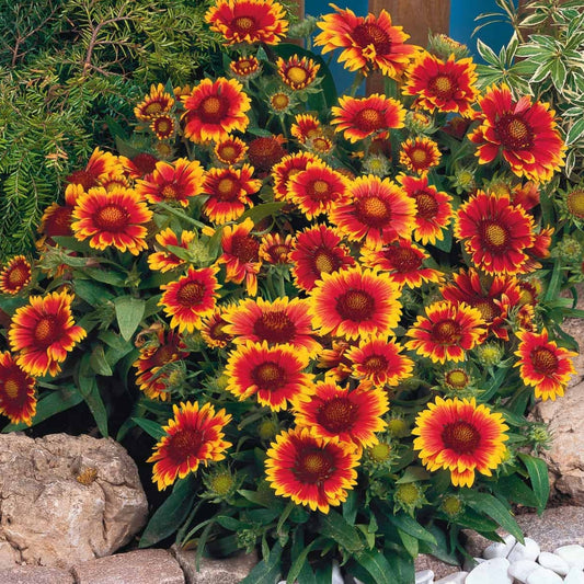 Arizona Sun' Blanket Flower