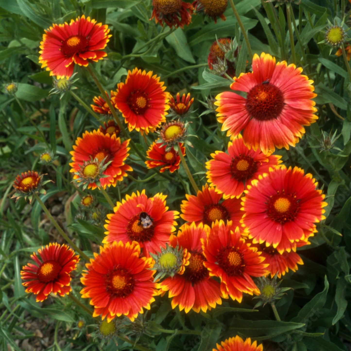 Goblin' Blanket Flower