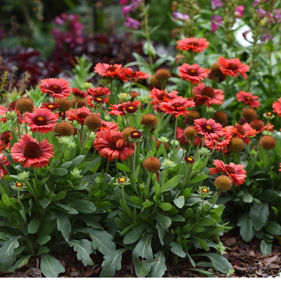 Gaillardia aristata SpinTop® Red – SpinTop® Red Blanket Flower