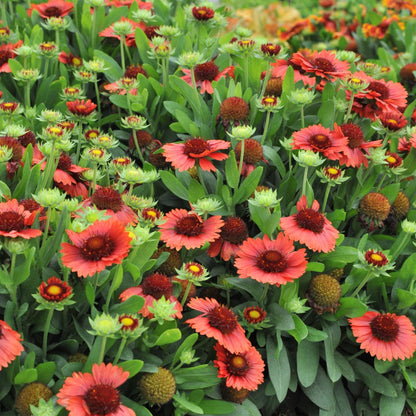 Gaillardia aristata SpinTop® Red – SpinTop® Red Blanket Flower