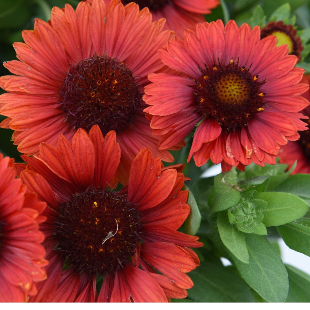 Gaillardia aristata SpinTop® Red – SpinTop® Red Blanket Flower