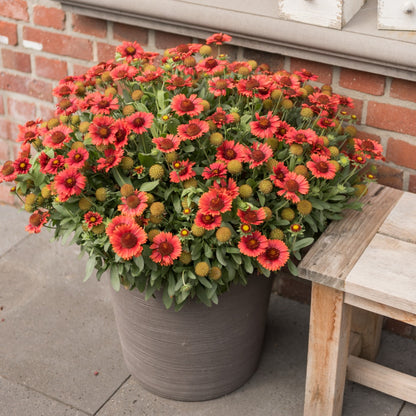 Gaillardia aristata SpinTop® Red – SpinTop® Red Blanket Flower