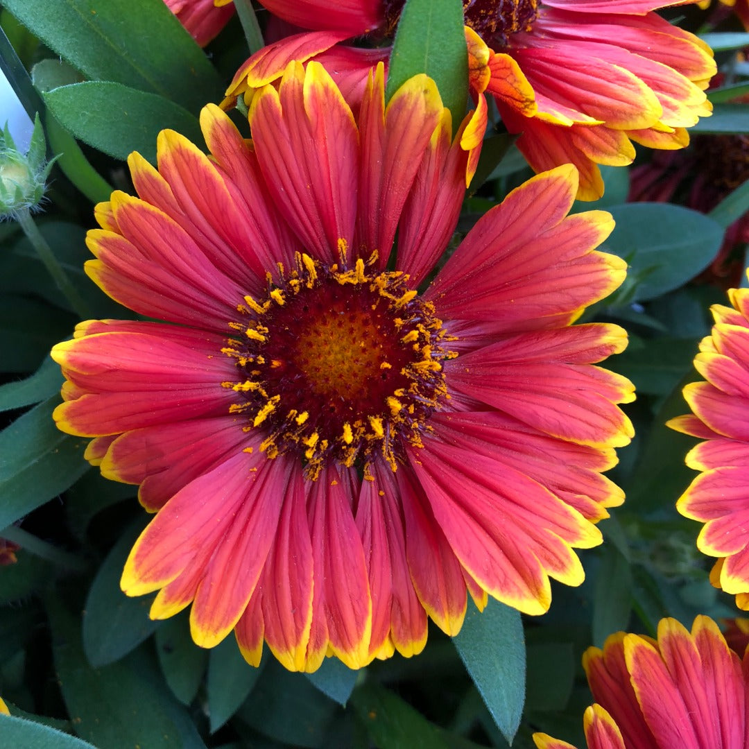 Gaillardia aristata SpinTop® Yellow Touch – SpinTop® Yellow Touch Blanket Flower