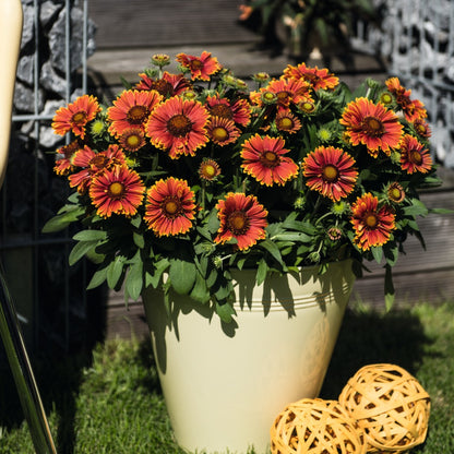 Gaillardia aristata SpinTop® Yellow Touch – SpinTop® Yellow Touch Blanket Flower