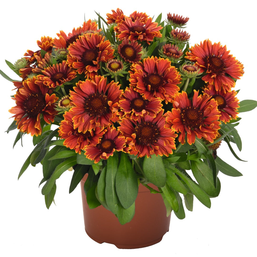 Gaillardia aristata SpinTop® Yellow Touch – SpinTop® Yellow Touch Blanket Flower