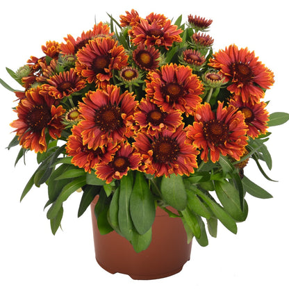 Gaillardia aristata SpinTop® Yellow Touch – SpinTop® Yellow Touch Blanket Flower