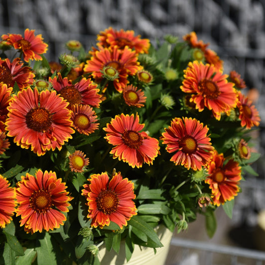 Gaillardia aristata SpinTop® Yellow Touch – SpinTop® Yellow Touch Blanket Flower
