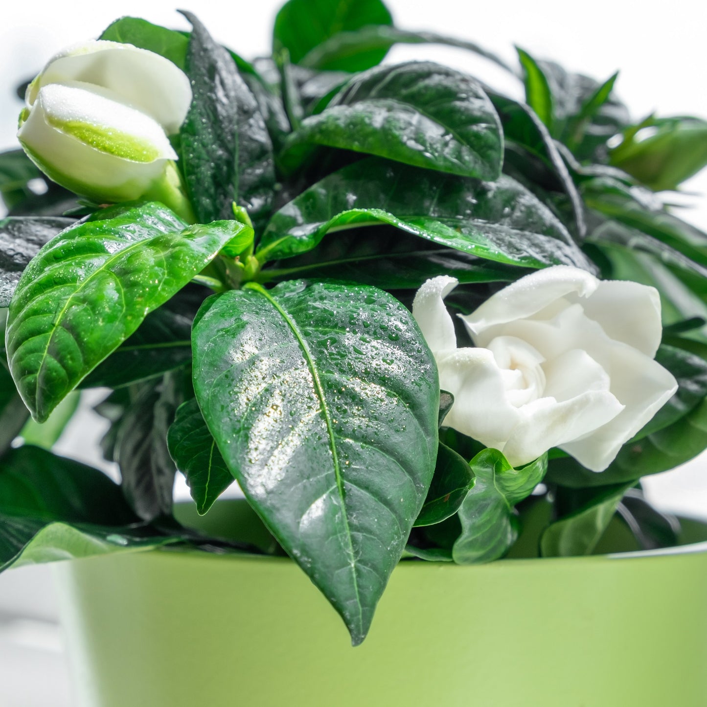 Gardenia jasminoides – Gardenia (Cape Jasmine)