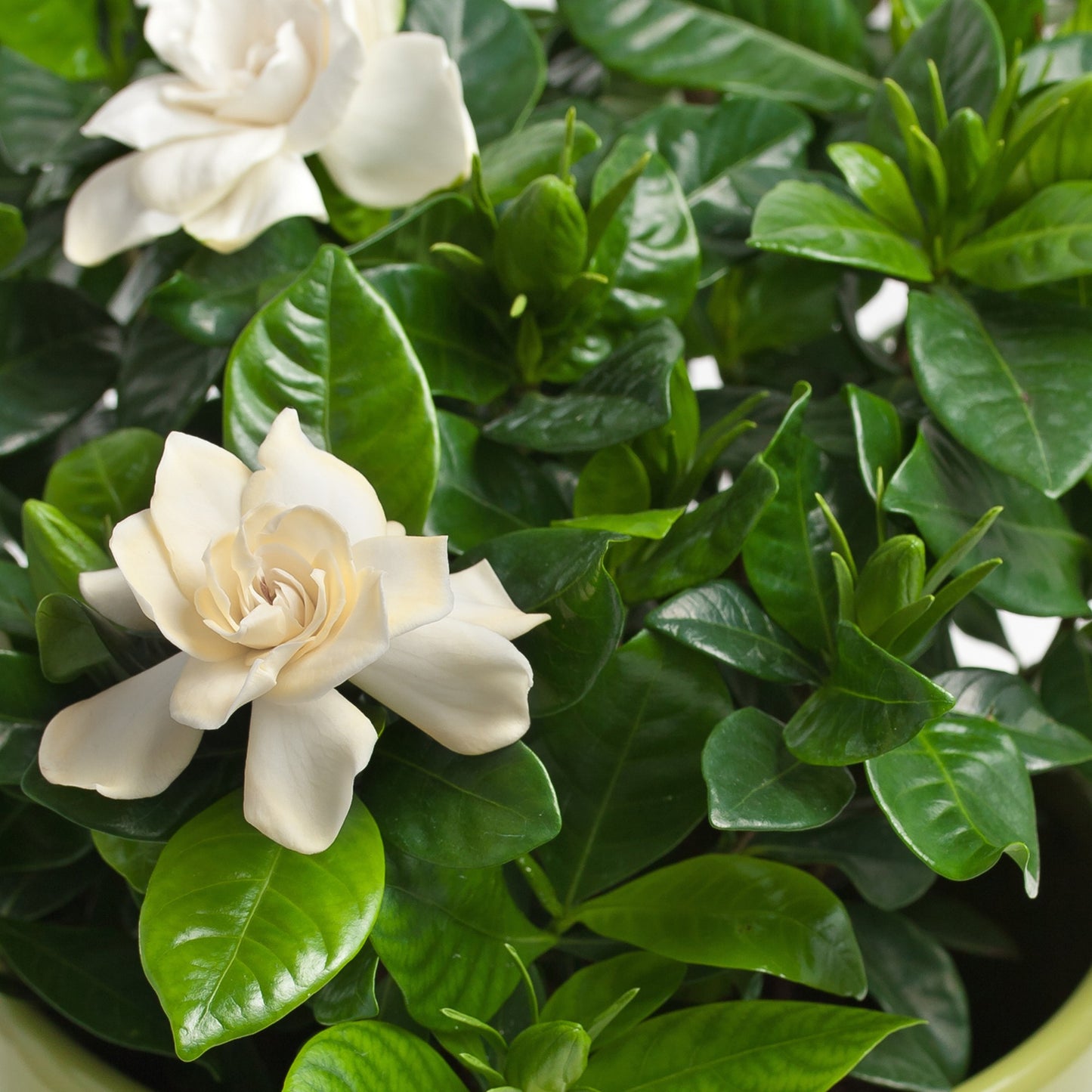 Gardenia jasminoides – Gardenia (Cape Jasmine)