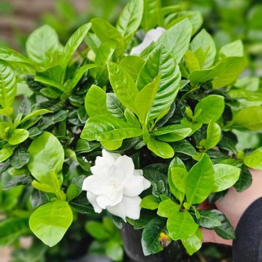 Gardenia jasminoides – Gardénia (Jasmin du Cap)