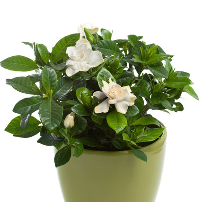 Gardenia jasminoides – Gardenia (Cape Jasmine)