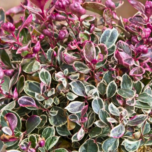 WINTER SPLASH™ Variegated Wintergreen