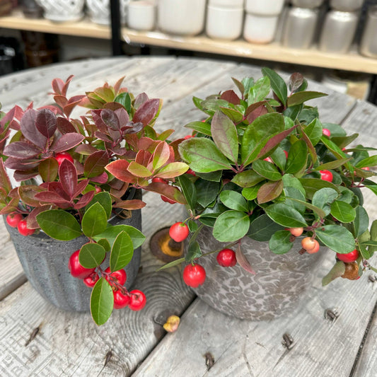 Gaultheria procumbens – Wintergreen