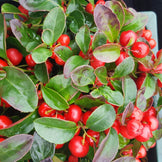 Un Tapis Parfumé Quatre-Saisons | Thé des bois | Gaultheria procumbens