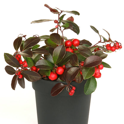Gaultheria procumbens – Wintergreen