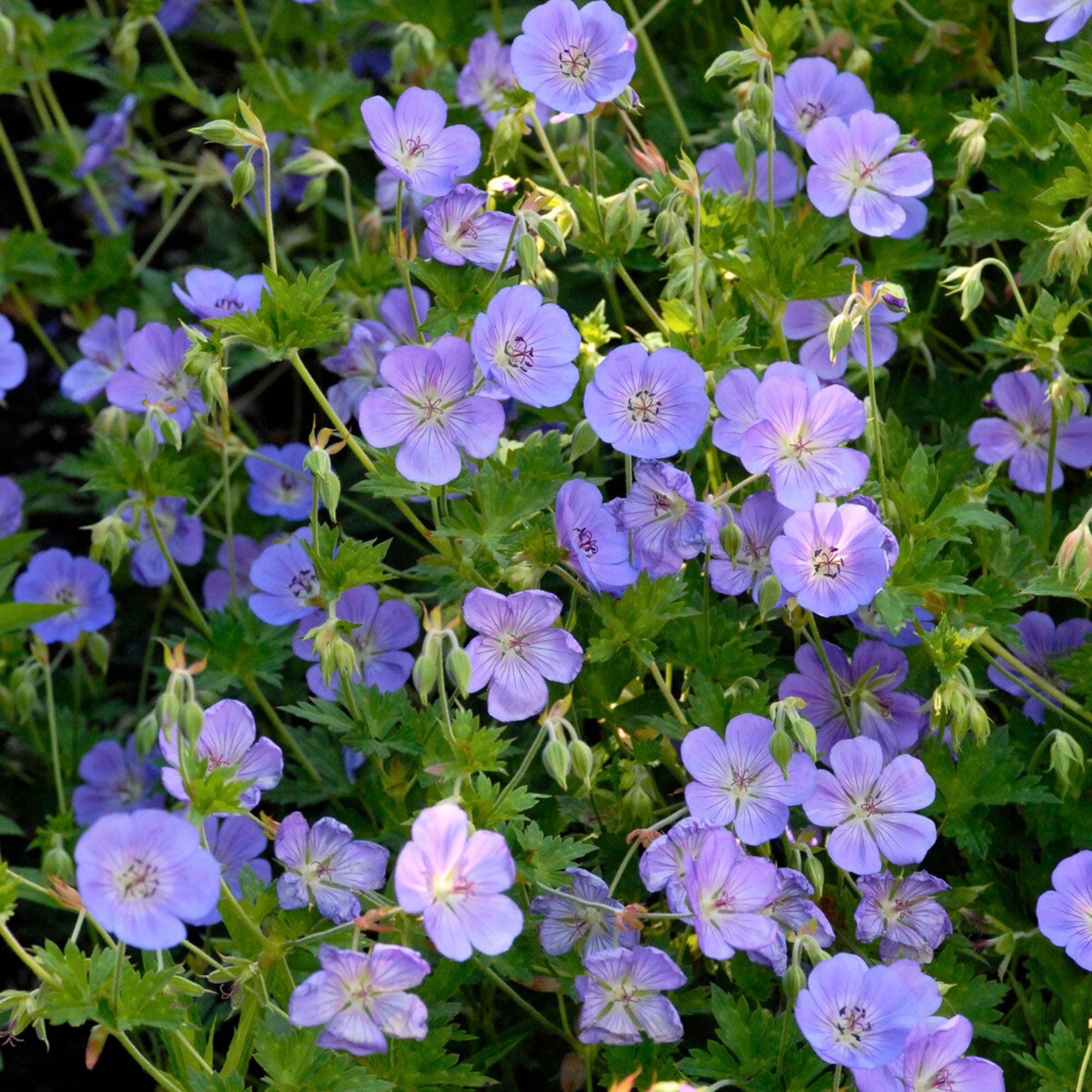 G ranium Rozanne Jardineries Botanix G ranium Rozanne Jardineries Botanix