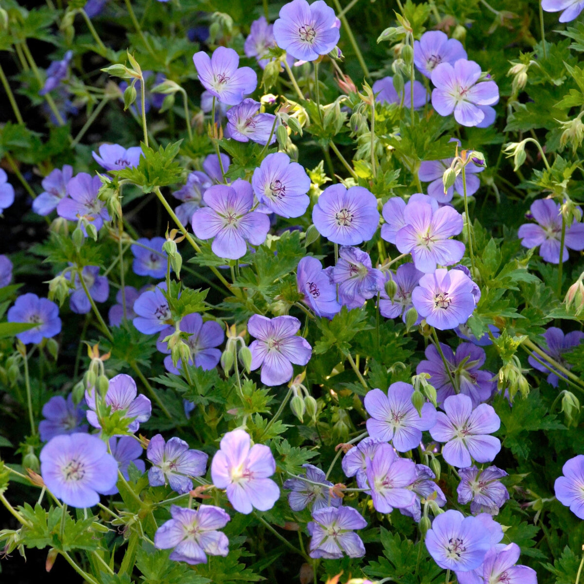 Géranium 'Rozanne' | La Vivace qui Fleurit sans Arrêt | Geranium ...