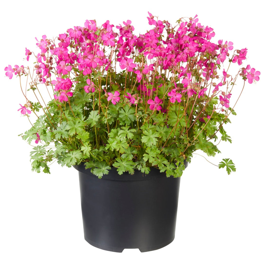 Geranium × cantabrigiense 'Intense Rose' – 'Intense Rose' Cranesbill