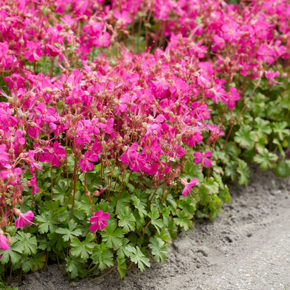 Geranium × cantabrigiense 'Intense Rose' – 'Intense Rose' Cranesbill