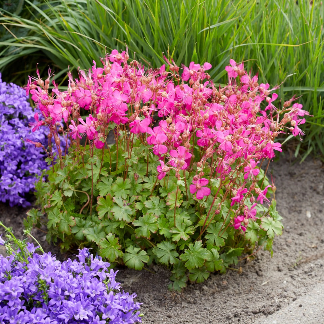 Geranium × cantabrigiense 'Intense Rose' – 'Intense Rose' Cranesbill