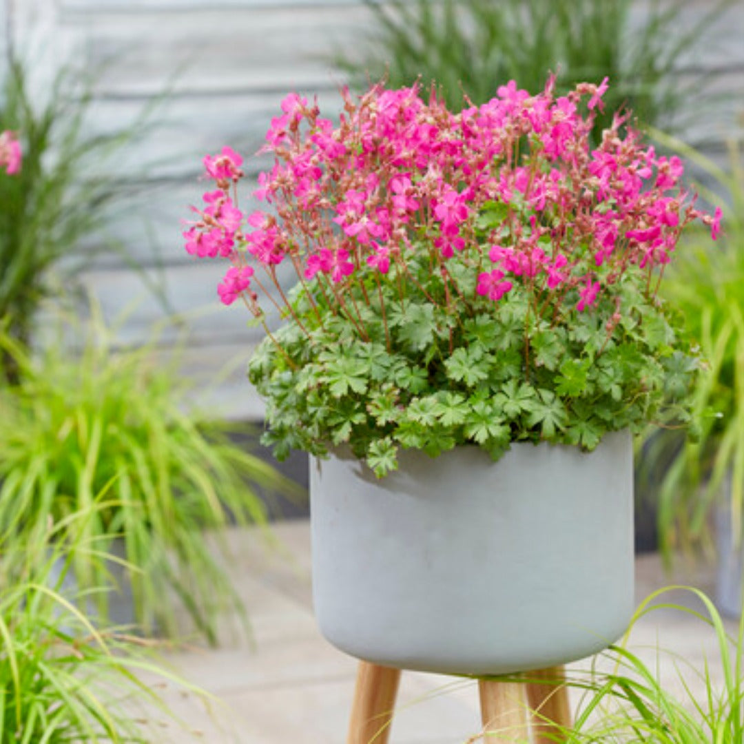 Geranium × cantabrigiense 'Intense Rose' – 'Intense Rose' Cranesbill
