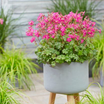 Geranium × cantabrigiense 'Intense Rose' – 'Intense Rose' Cranesbill