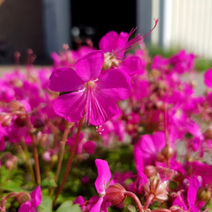 Geranium × cantabrigiense 'Intense Rose' – 'Intense Rose' Cranesbill