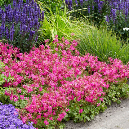 Geranium × cantabrigiense 'Intense Rose' – 'Intense Rose' Cranesbill