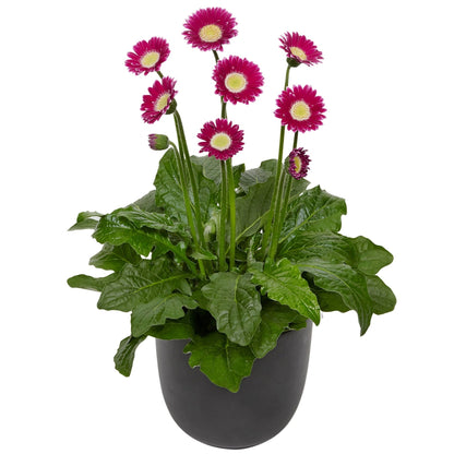 Gerbera Garvinea® Sweet Series