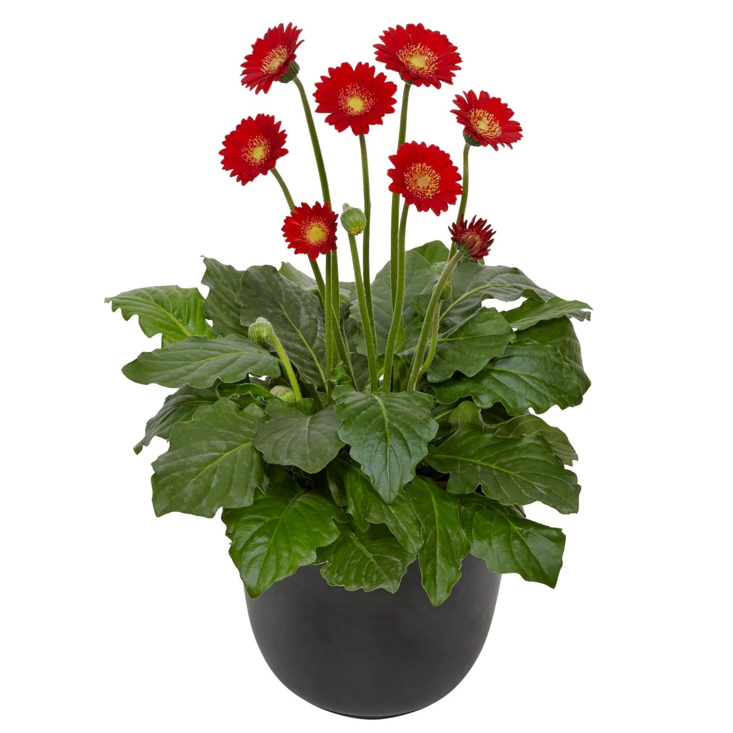 Gerbera Garvinea® Sweet Series