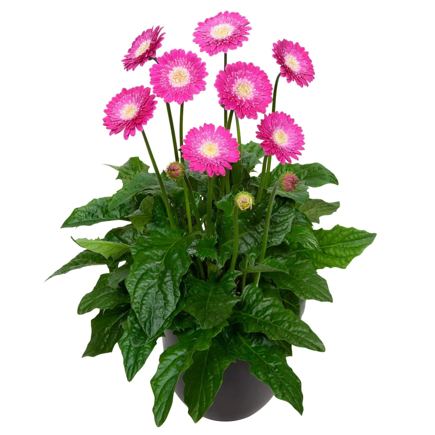 Gerbera Garvinea® Sweet Series