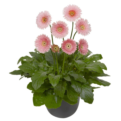 Gerbera Garvinea® Sweet Series