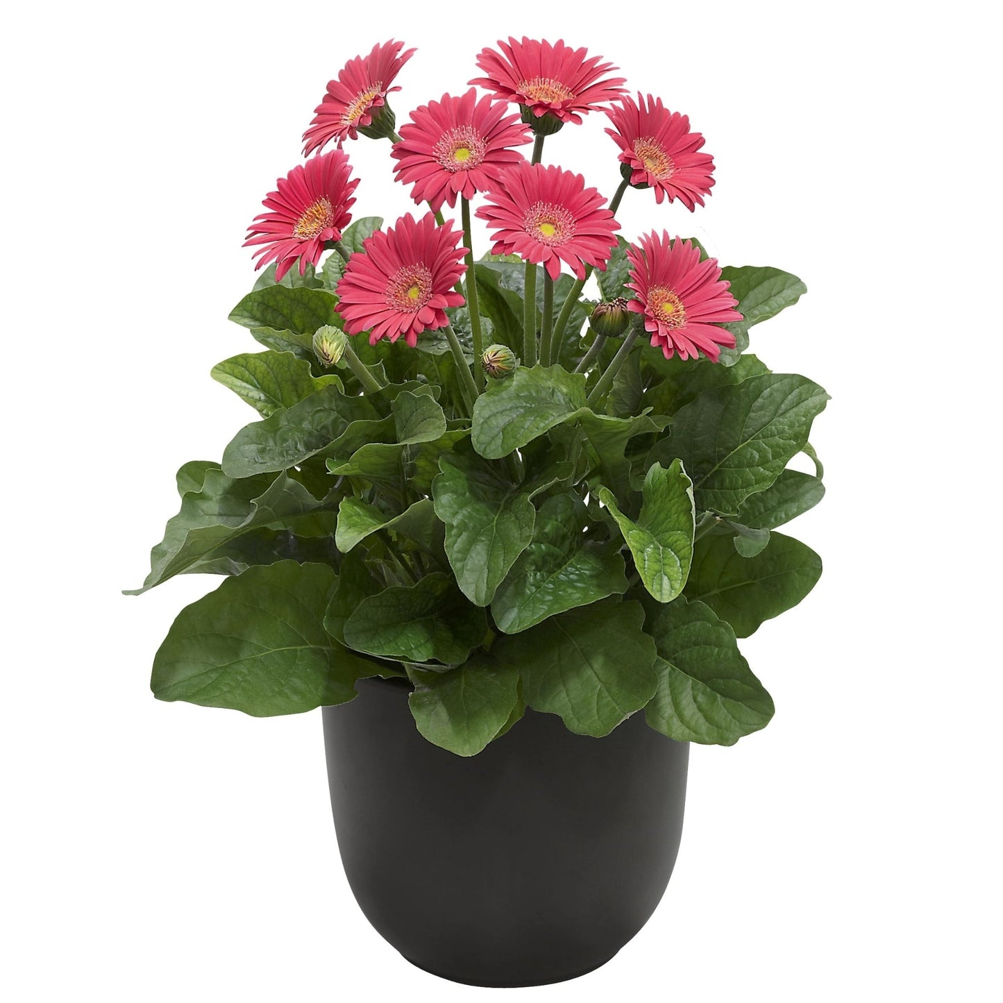 Gerbera Garvinea® Sweet Series