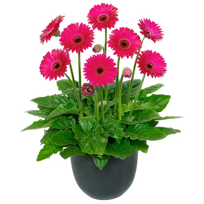 Gerbera Garvinea® Sweet Series