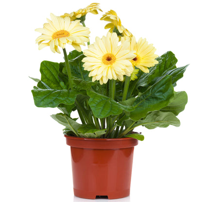 Selection of colourful Gerberas