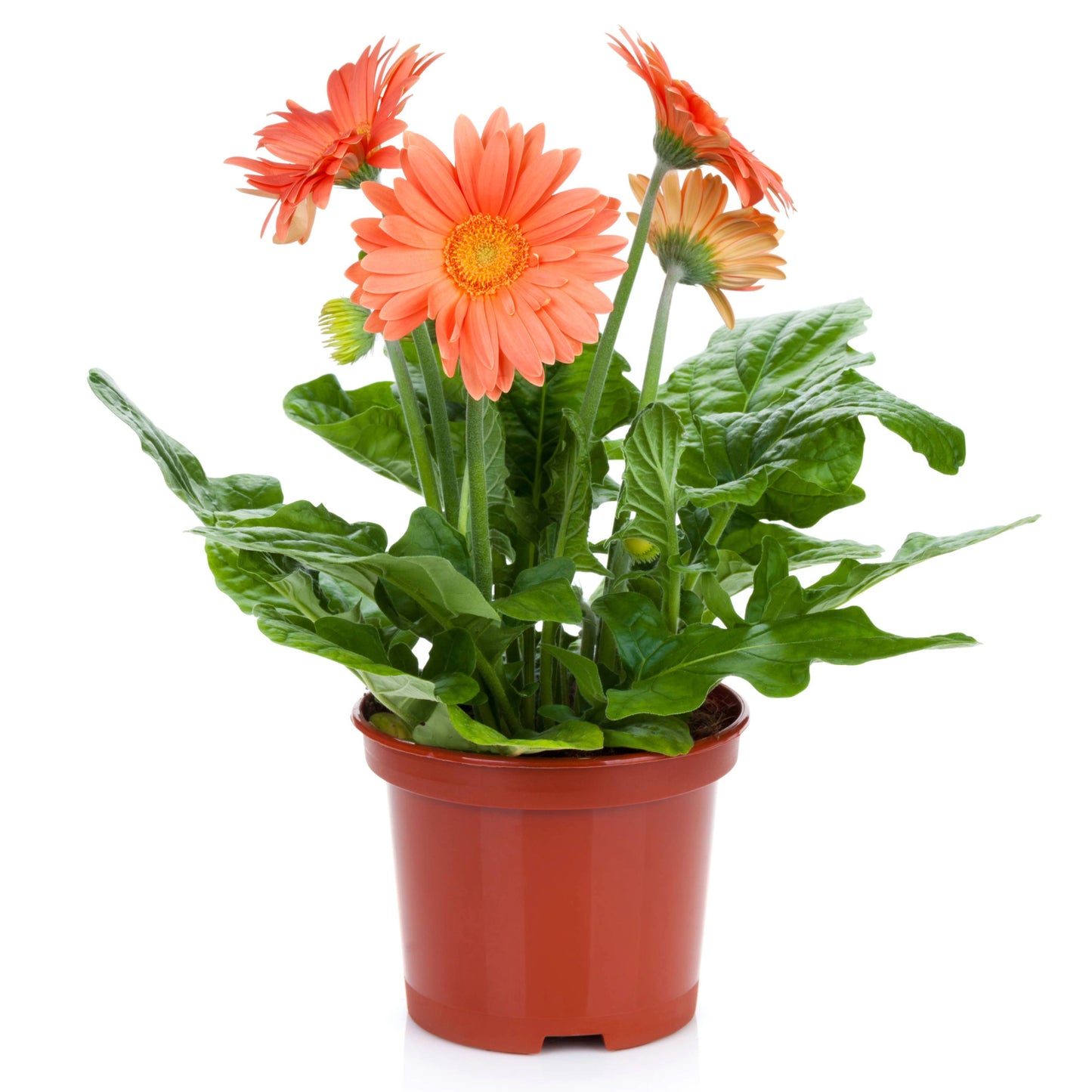 Selection of colourful Gerberas