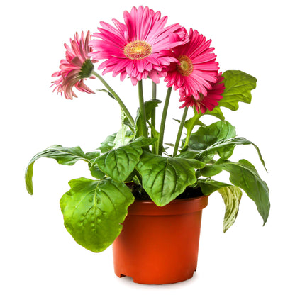 Selection of colourful Gerberas