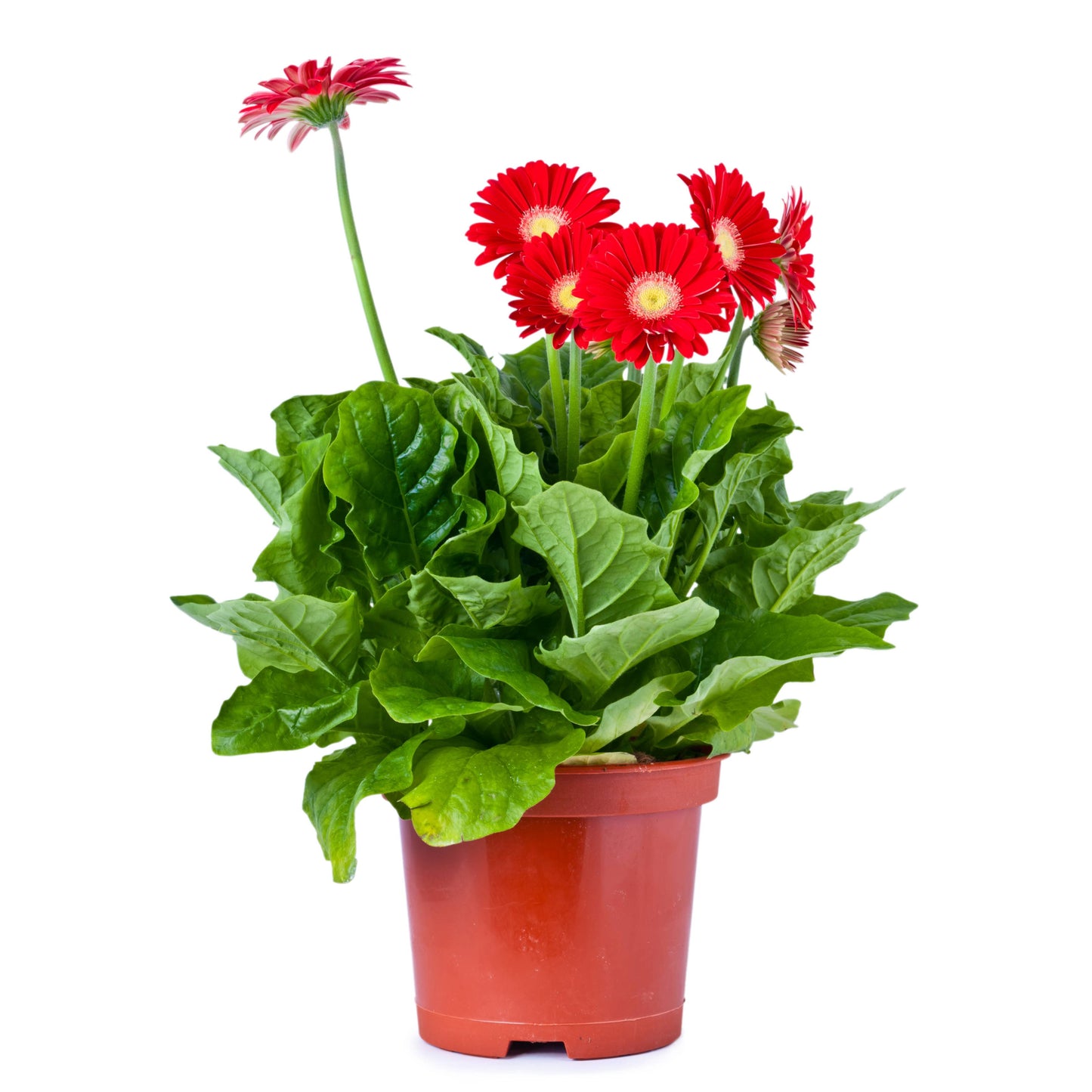 Selection of colourful Gerberas