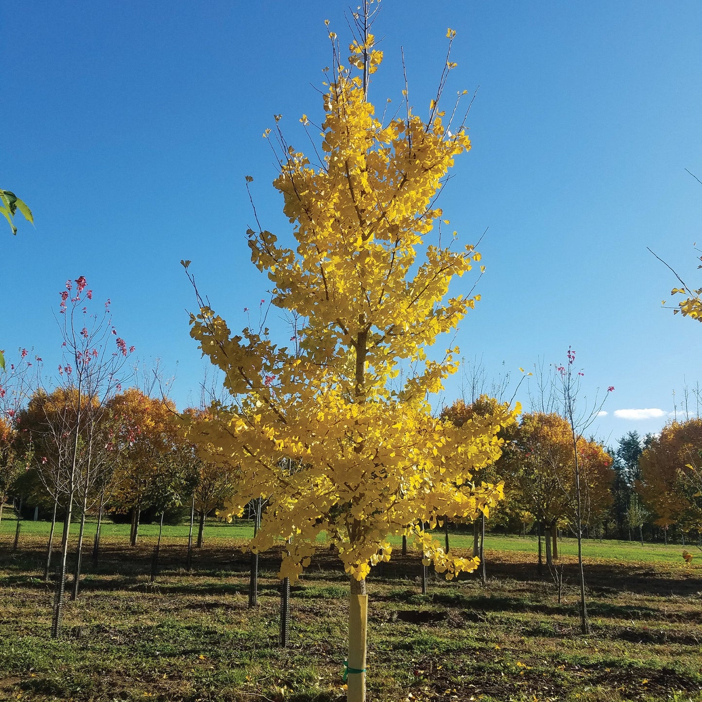 PRINCETON SENTRY® Maidenhair Tree