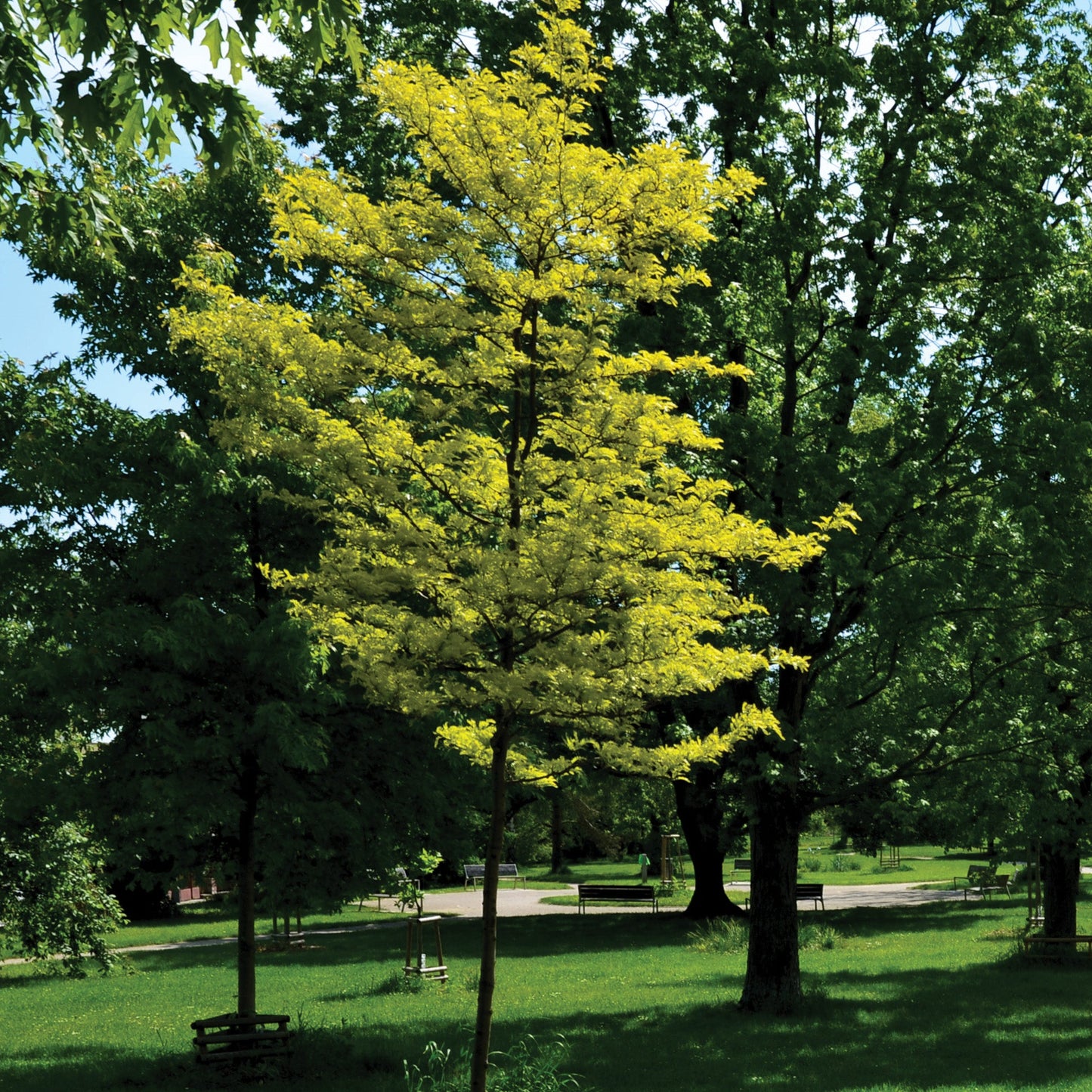 SUNBURST Honeylocust