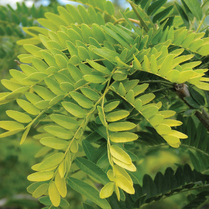 SUNBURST Honeylocust