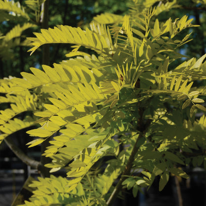 SUNBURST Honeylocust