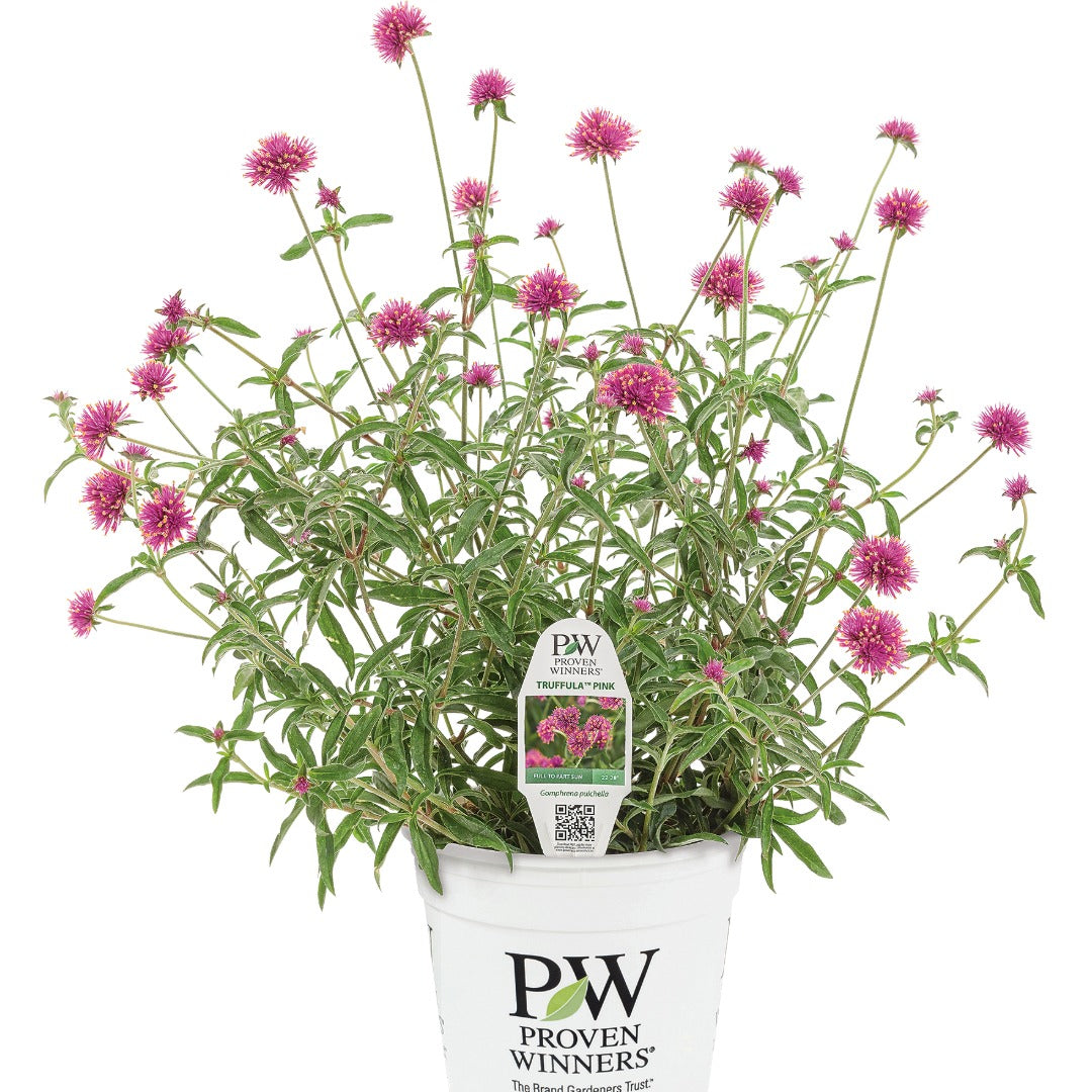 Gomphrena pulchella Truffula™ Pink - Globe Amaranth