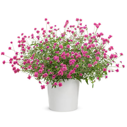 Gomphrena pulchella Truffula™ Pink - Globe Amaranth