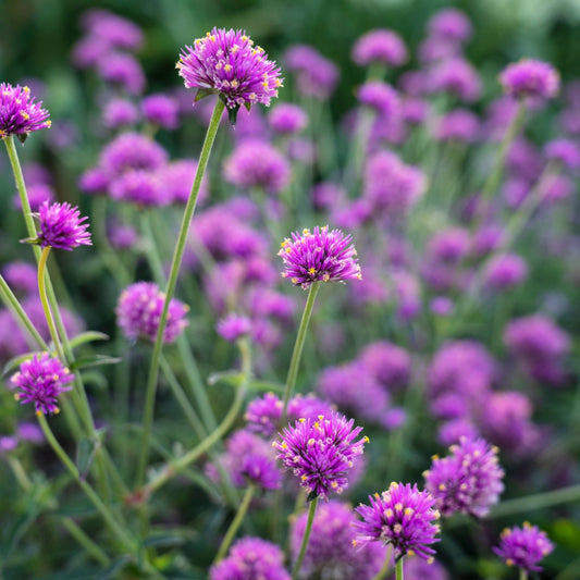 Gomphrena pulchella Truffula™ Pink - Gomphréna (Amarantine globuleuse)