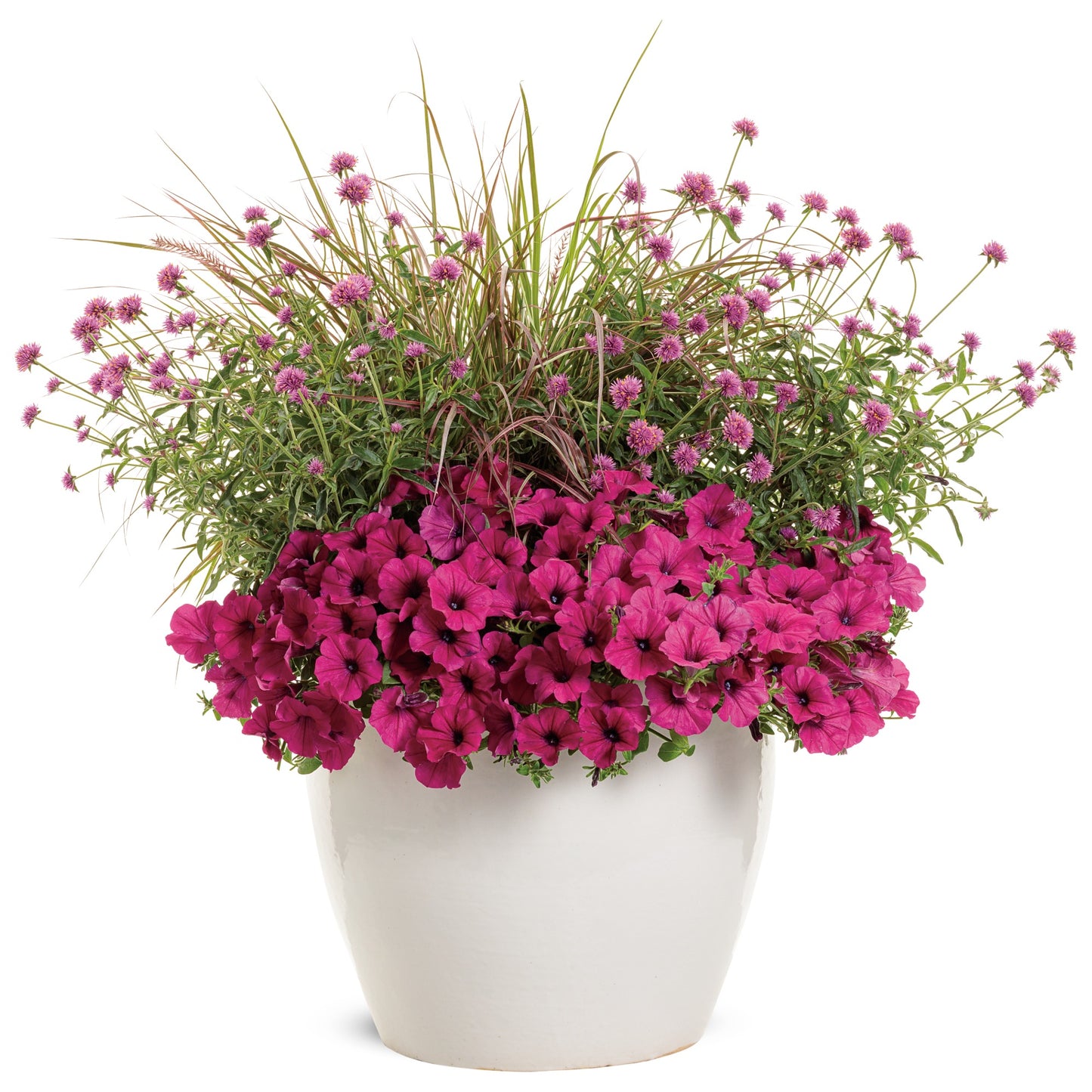 Gomphrena pulchella Truffula™ Pink - Globe Amaranth