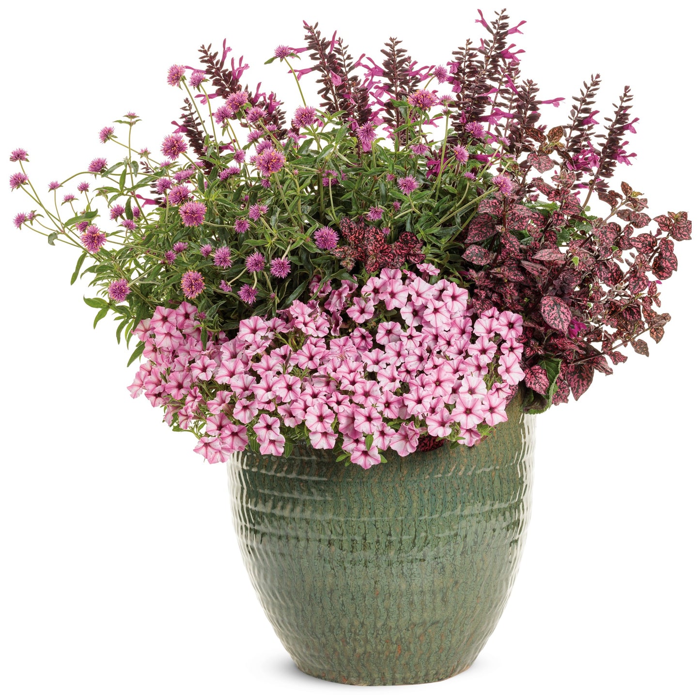 Gomphrena pulchella Truffula™ Pink - Globe Amaranth
