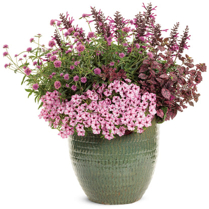 Gomphrena pulchella Truffula™ Pink - Globe Amaranth