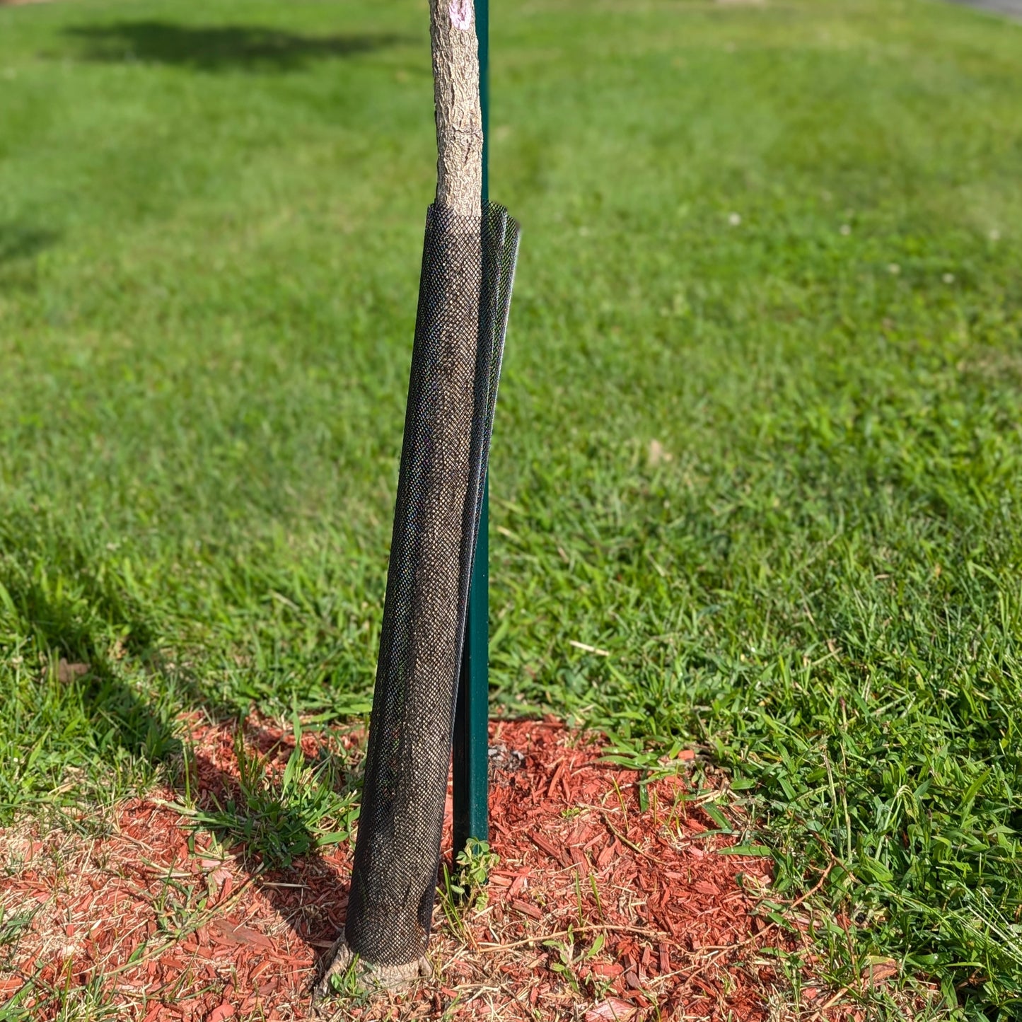 Protective mesh screen for tree trunk